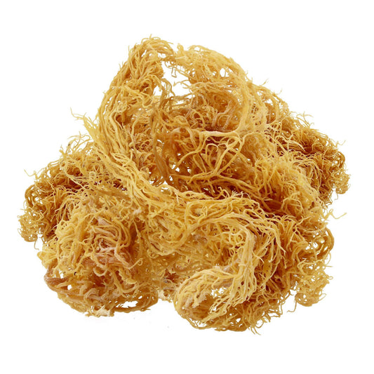 Unlocking the Wonders of Sea Moss: A Nutritional Powerhouse